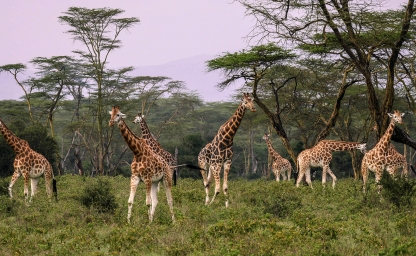 web-aventuraafrica-safari-mozambique-banner.jpg