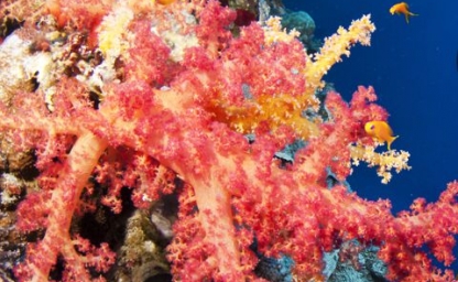 8-curiosidades-sobre-Seychelles-1_480x640_crop_80.jpg