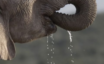 elefantes-uno_480x640_crop_80.jpg