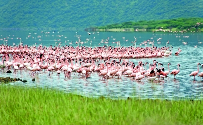web-aventuraafrica-destinos-kenia-actividades-pelicanos.jpg