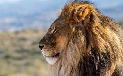 web-aventuraafrica-destinos-botsuana-actividades-leon.jpg