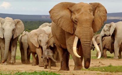 familia-viajes_960x480_crop_80.jpg