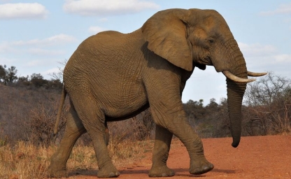solo-viajes-a-sudafrica_960x480_crop_80.jpg