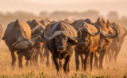 web-aventuraafrica-safari-namibia-banner.jpg