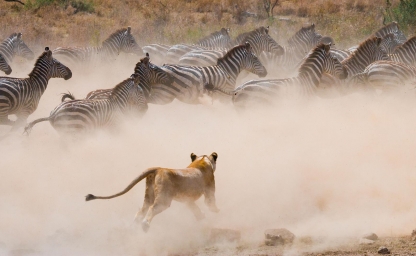 web-aventuraafrica-blog-animales-banner-1.jpg