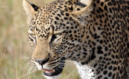 viaje-sudafrica-safari-kruger_480x320_crop_80.jpg