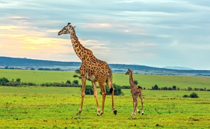 web-aventuraafrica-destinos-kenia-localizaciones-maasai-mara-jirafas.jpg