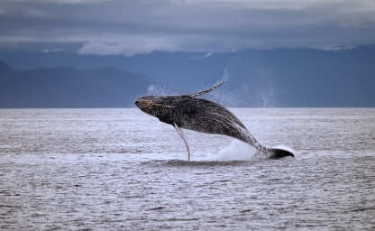 viaje-sudafrica-ver-ballenas_960x640_crop_80.jpg